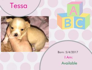 Premium Unique Tiny Chihuahua Puppies for Sale