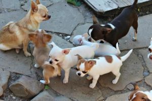 Healthy Chihuahua puppies
