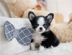 Friendly chihuahua pupps available