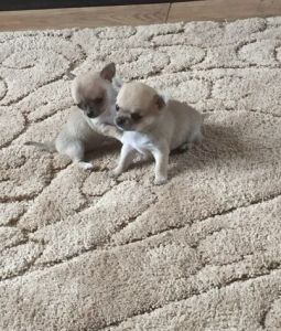 Chihuahua Puppies For Sale