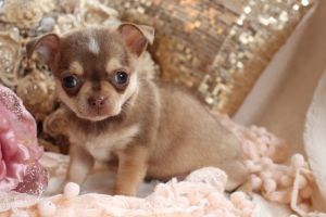 smoothcoat chihuahua puppies