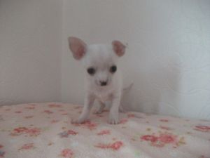 Tiny Female chihuahua