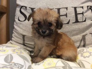 chihuahua puppy for sale