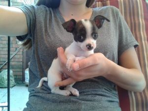 chihuahua puppies for sale