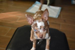 Chihuahua Female Merle Puppy