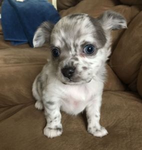 Silver Merle Long Coat Male
