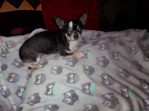 Adult Females Chihuahuas