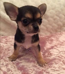 Chihuahuas for sale