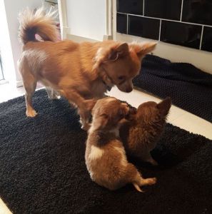 Chihuahua Boys! Ready Now! Lilac!