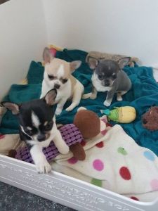 Kc Reg Chihuahua Puppies For Sale