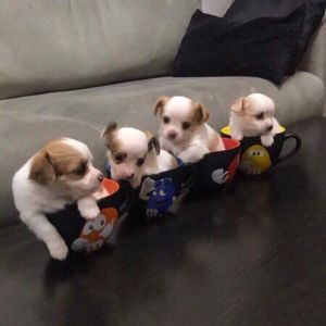 Adorable Chihuahua Puppies For Sale