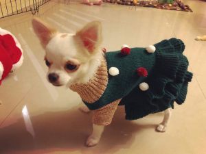 Chihuahua Puppies For Sale