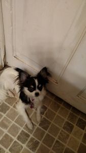 Long haired chihuahua