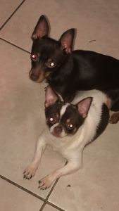 Female and male chihuahuas