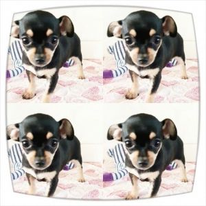 Stunning Chihuahua Pups **ready To Go *Next*Week*