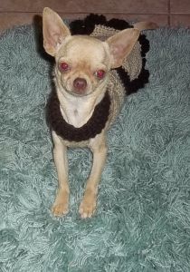 Beautiful Young Adult Chihiahjia