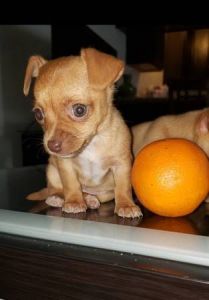 TCup Chihuahuas ready now