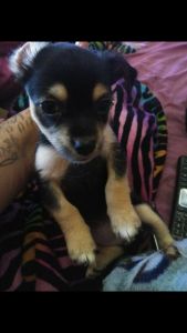 Chihuahuas Deer Headed