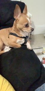 Wanting to find a good home for my baby