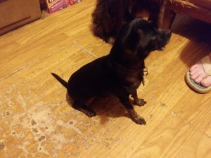 Fun playful and sweet chihuahuas for sale