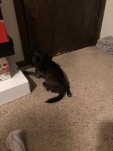 Big papa chihuahua mixed with beagel