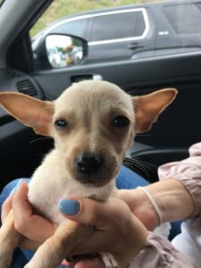 Free chihuahua male pups