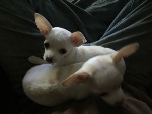 12 week Chihuahua puppies for sale