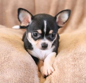 AKC Chihuahuas