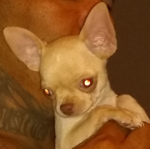 Apple Head Chihuahua Male Grandson of Fievel Mousekowitz