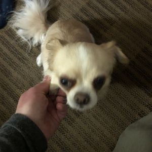 Male long haired chihuahua mix