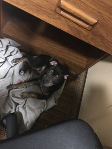 Puppy looking for a home 2 months old male ready to go 200 obo