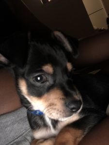 9week old Chihuahua puppies need a loving home.