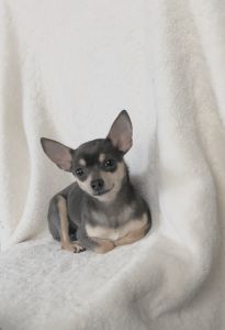 Akc registered Blue Male