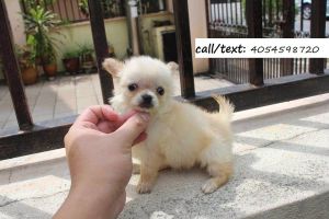 Teacup chihuahua puppies for sale