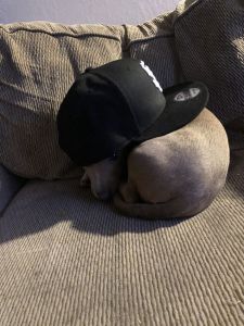 Selling chihuahua and pittbull mix. He does like to rough play.