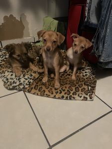 Eight weeks old Chihuahua puppies