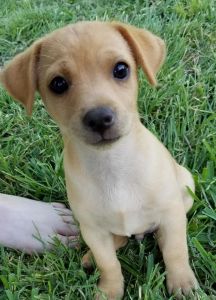Chihuahua/lab puppies for sale