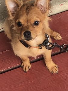 Sweet 4 month old pup for sale in DE