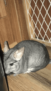 Male chinchilla
