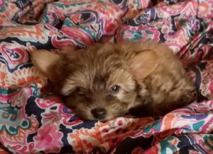 Female Chinese Crested Powder Puff Puppy