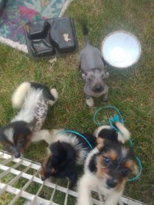 Great Healthy 11 week old puppys