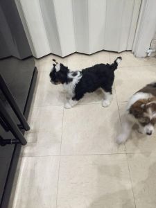 4 Left Chinese Crested Girl Kc Registered