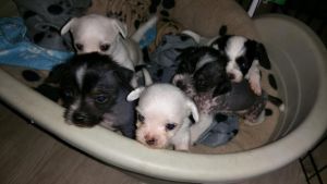 Chinese Crested Puppies
