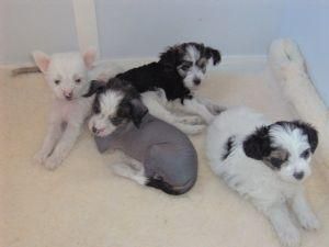 Chinese Crested Babies 6 Beautiful Dogs