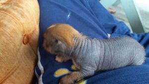 I need to sale puppy i need money