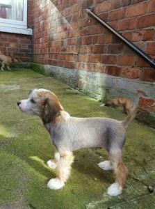 Chinese Crested Puppies