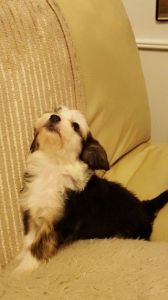 Chinese Crested Ready