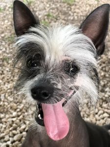 Chinese crested