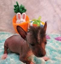 Hairless Chinese Crested male