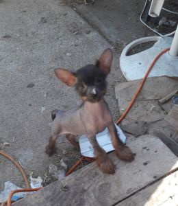 Hairless Chinese Crested Puppies